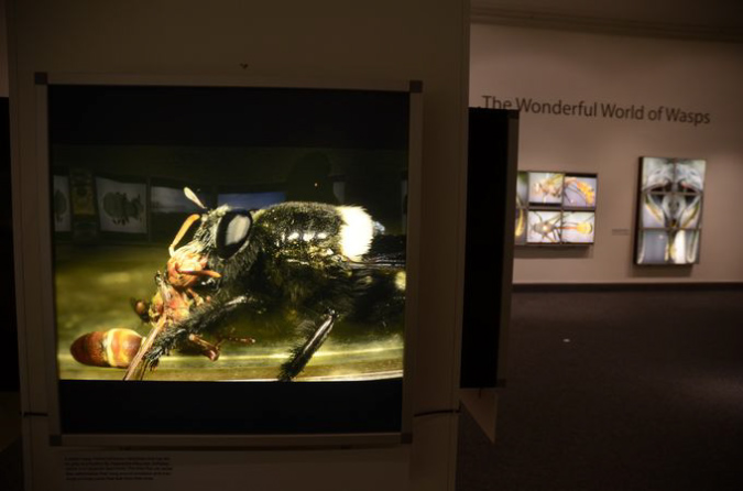 Wasp_exhibition__DSC3486